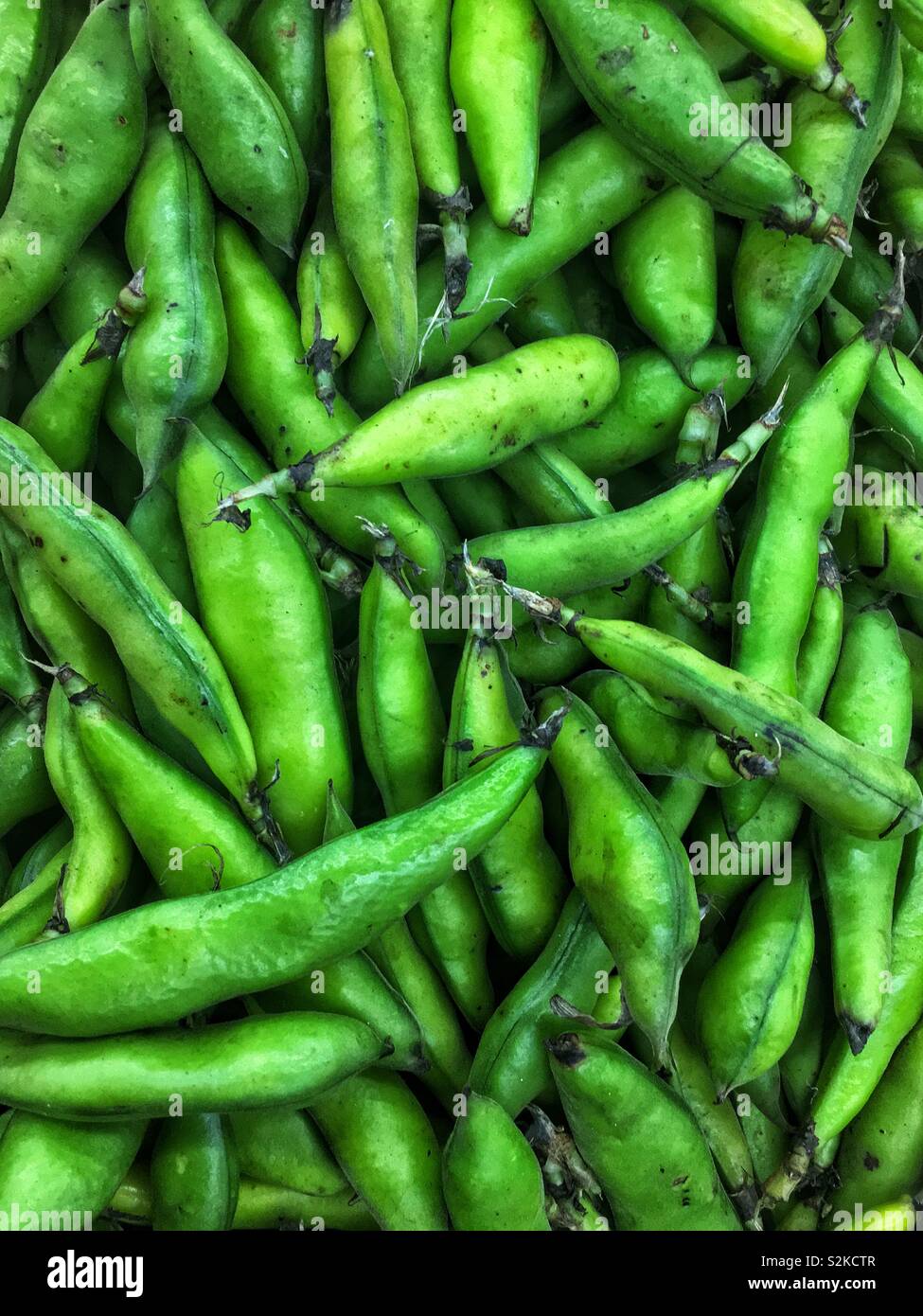 Image complète de produits frais délicieux fèves vertes mûres gousses, fève, fèves, féveroles ou, d'une exposition-vente de produits locaux au vendeur. - Image de stock capturée avec un smartphone