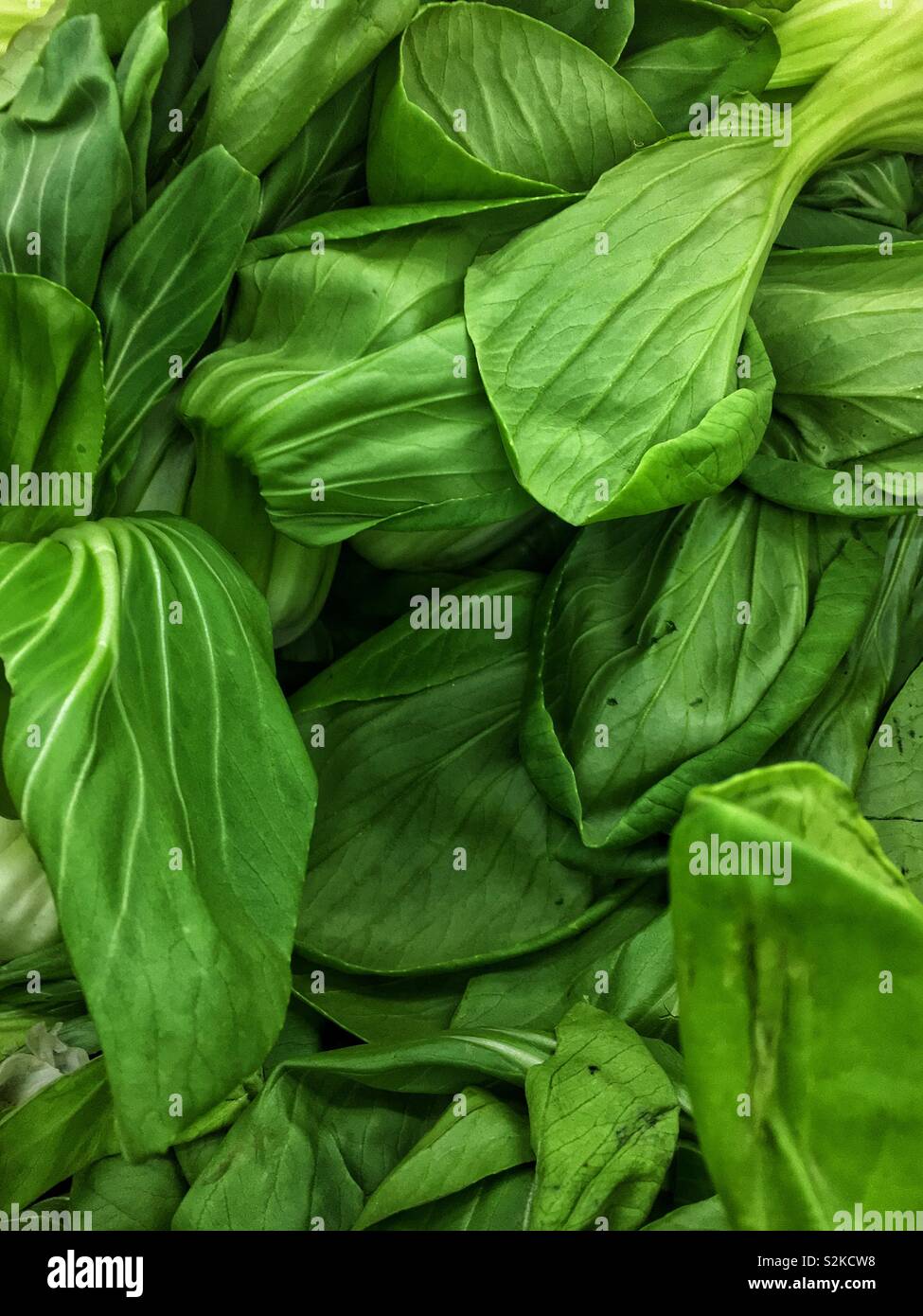 Image complète de produits frais délicieux ripe green baby bok choy, pal choi, pok choi, xiǎo bái cài, Shànghǎi qīng, Brassica rapa, Brassica rapa chinensis. Pak choi Banque D'Images