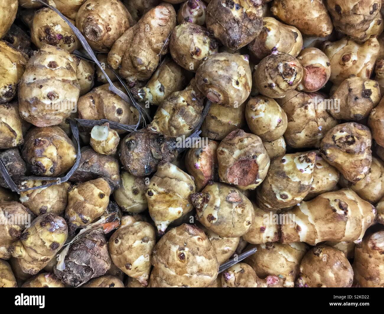 Image complète de produits frais mûrs délicieux topinambours, sunroot, l'artichaut de Jérusalem, de la terre et de l'Helianthus tuberosus apple, d'une exposition-vente de produits locaux au vendeur. - Image de stock capturée avec un smartphone