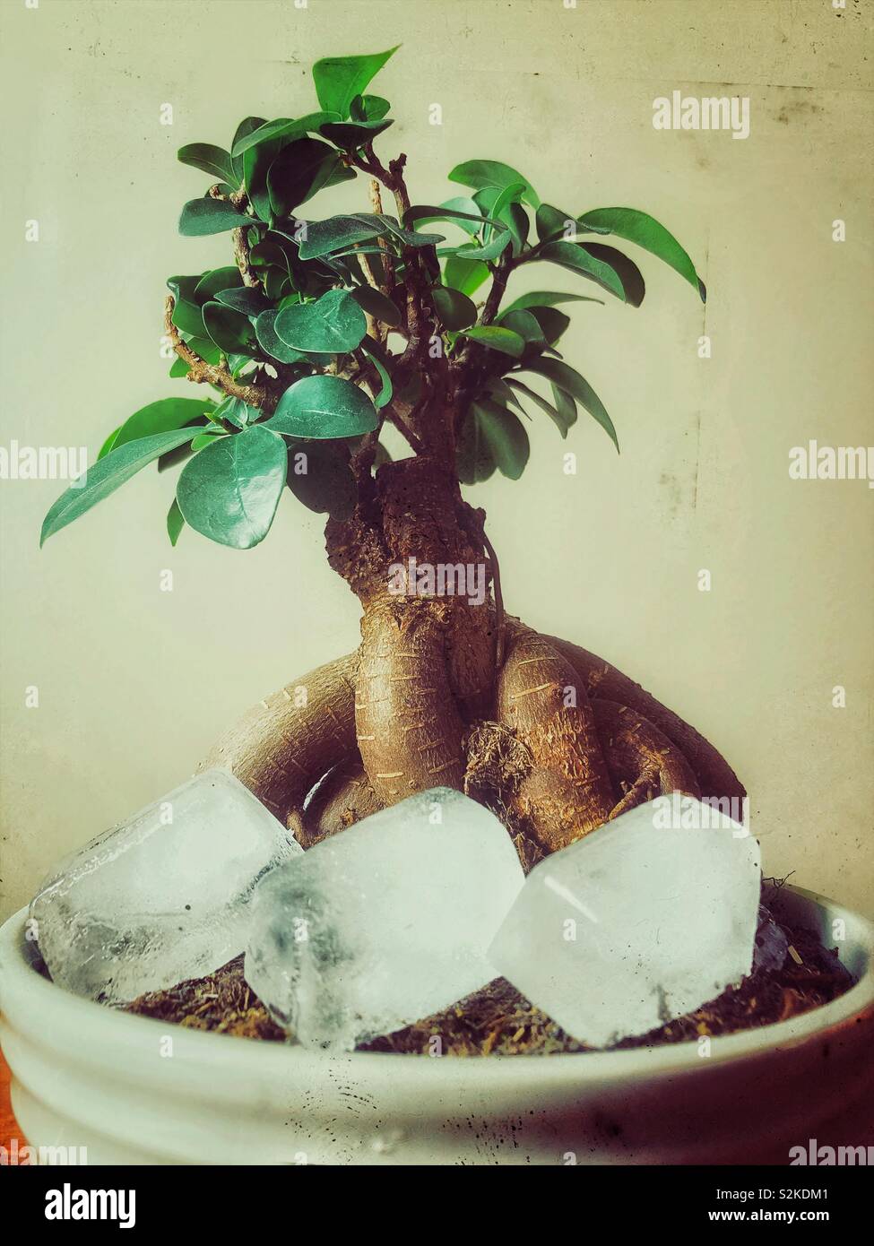 Obtenir des plantes Bonsai arrosés avec des cubes de glace Banque D'Images