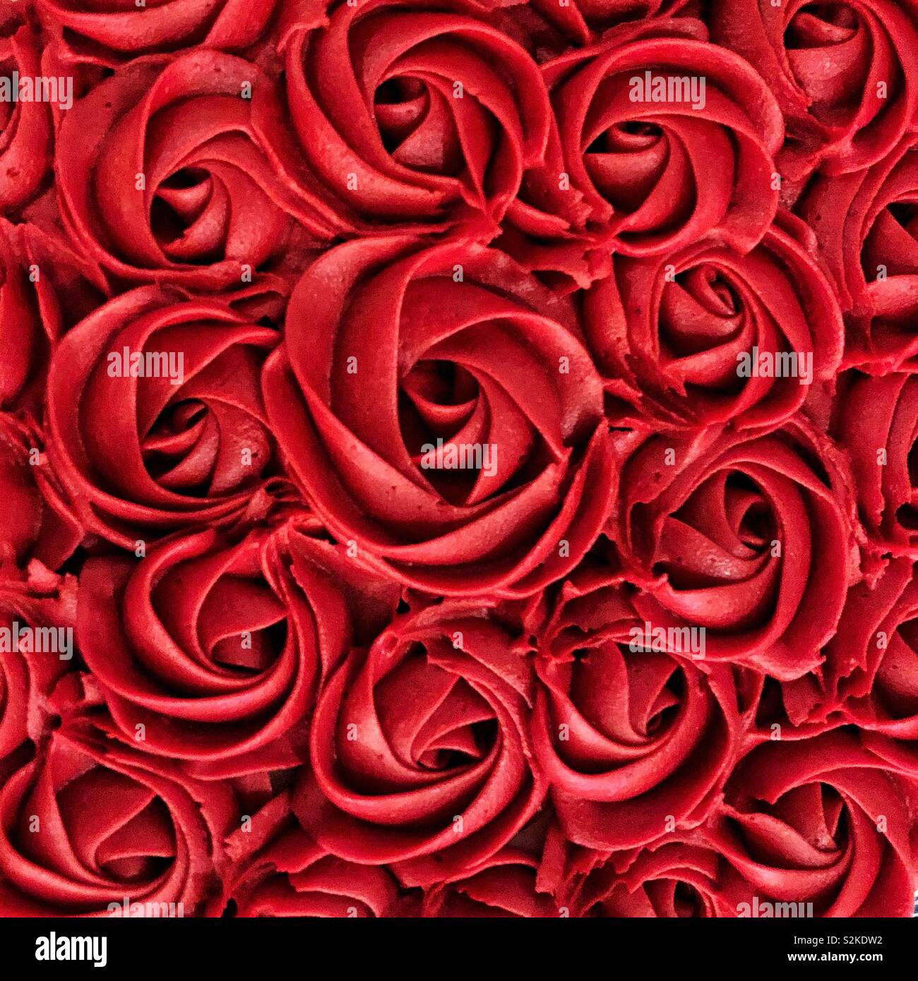 Le rouge est pour les roses et l'amour - Image de stock capturée avec un smartphone