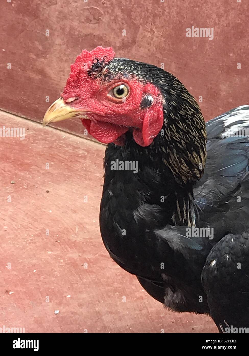 Coq coq en colère à la recherche, - Image de stock capturée avec un smartphone