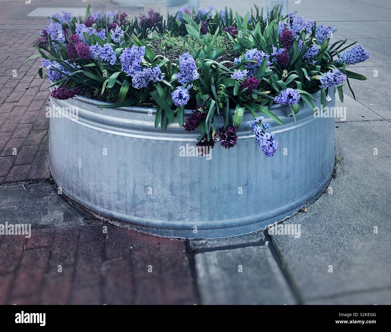 Jardin de fleurs en milieu urbain Banque D'Images