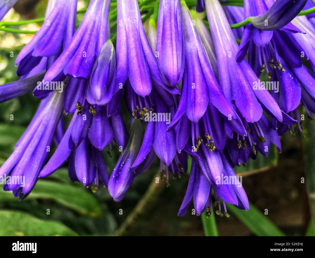 Bouquet de belles fleurs fraîches Virginia bluebells traîner sur une même tige. Banque D'Images