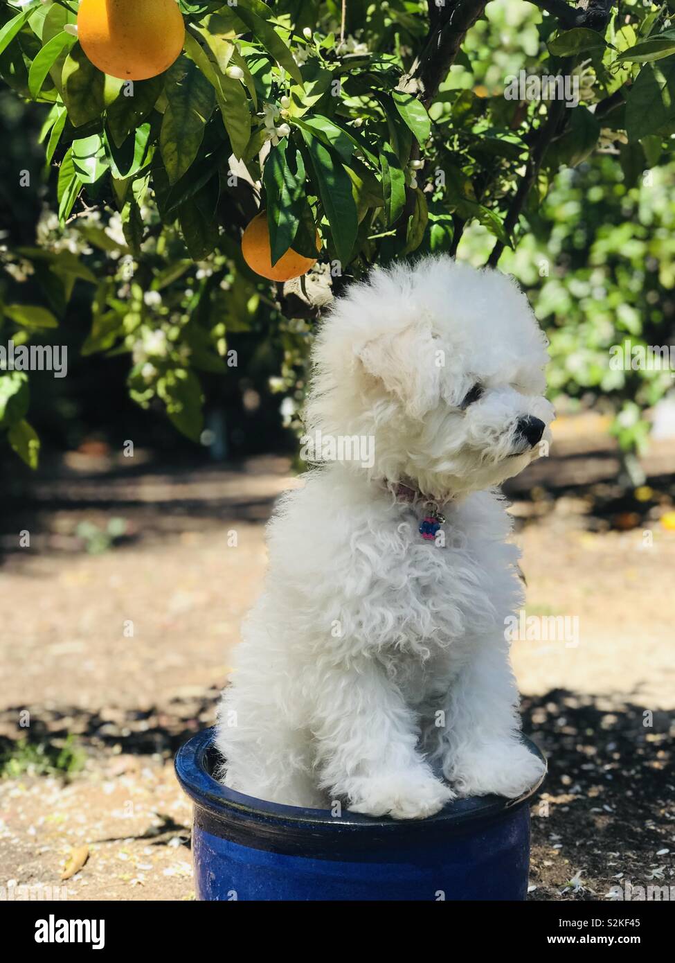 Ours En Peluche Puppy Un Blanc Moelleux Et Bebe Bichon Perche Dans Un Pot Bleu Cobalt Et Regardant Au Milieu D Alerte Orange Grove Photo Stock Alamy Ours En Peluche Puppy Un Blanc Moelleux Et Bebe Bichon Perche Dans Un Pot Bleu Cobalt Et Regardant Au Milieu D Alerte Orange Grove Photo Stock Alamy