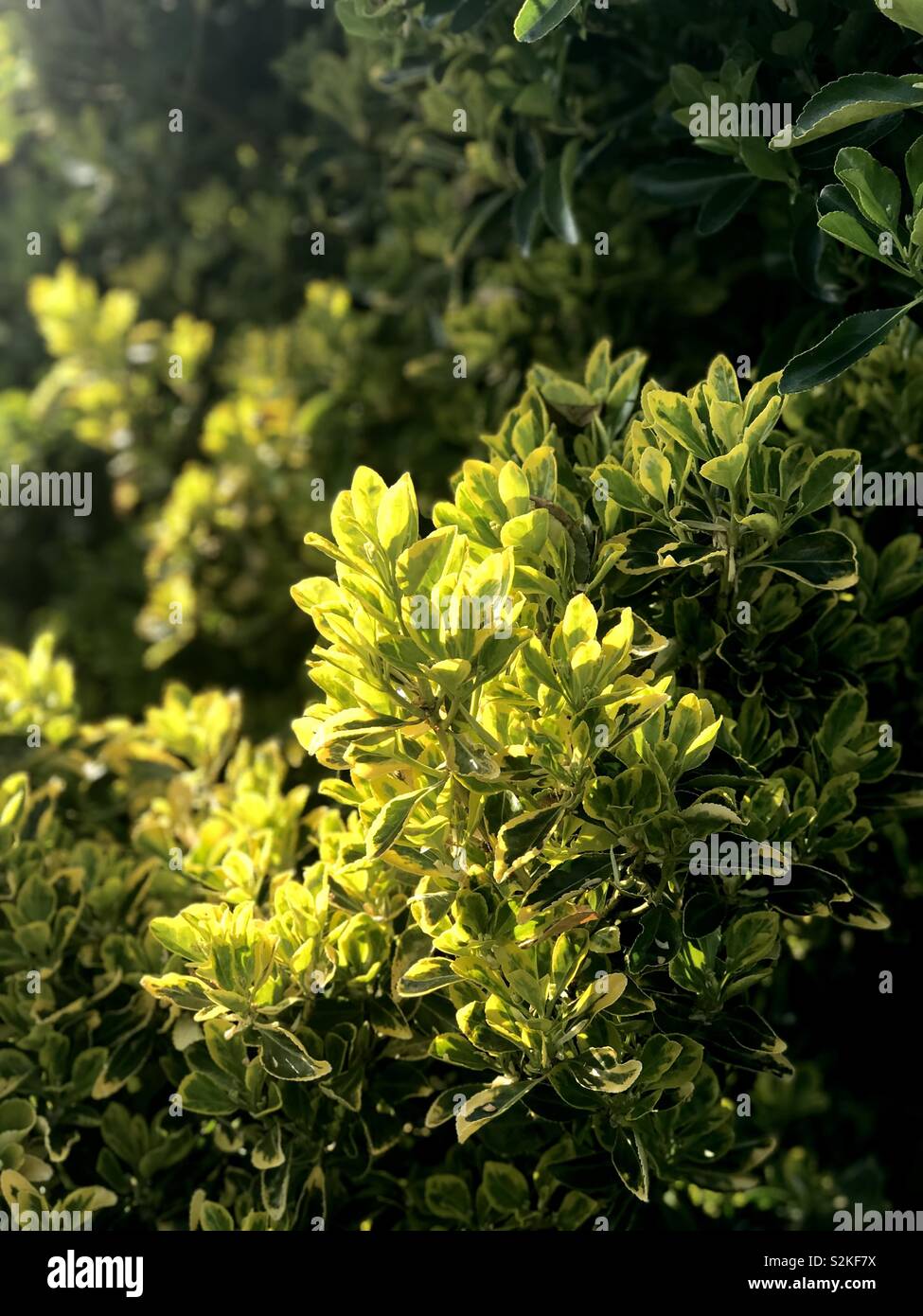 Vert buisson - Image de stock capturée avec un smartphone