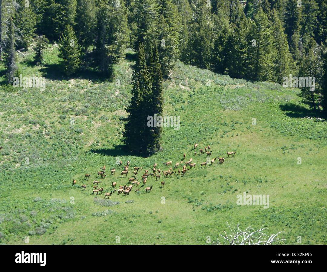 Un énorme troupeau de wapitis sauvages de la vallée du Grand Teton Mountains, au Wyoming, USA Banque D'Images