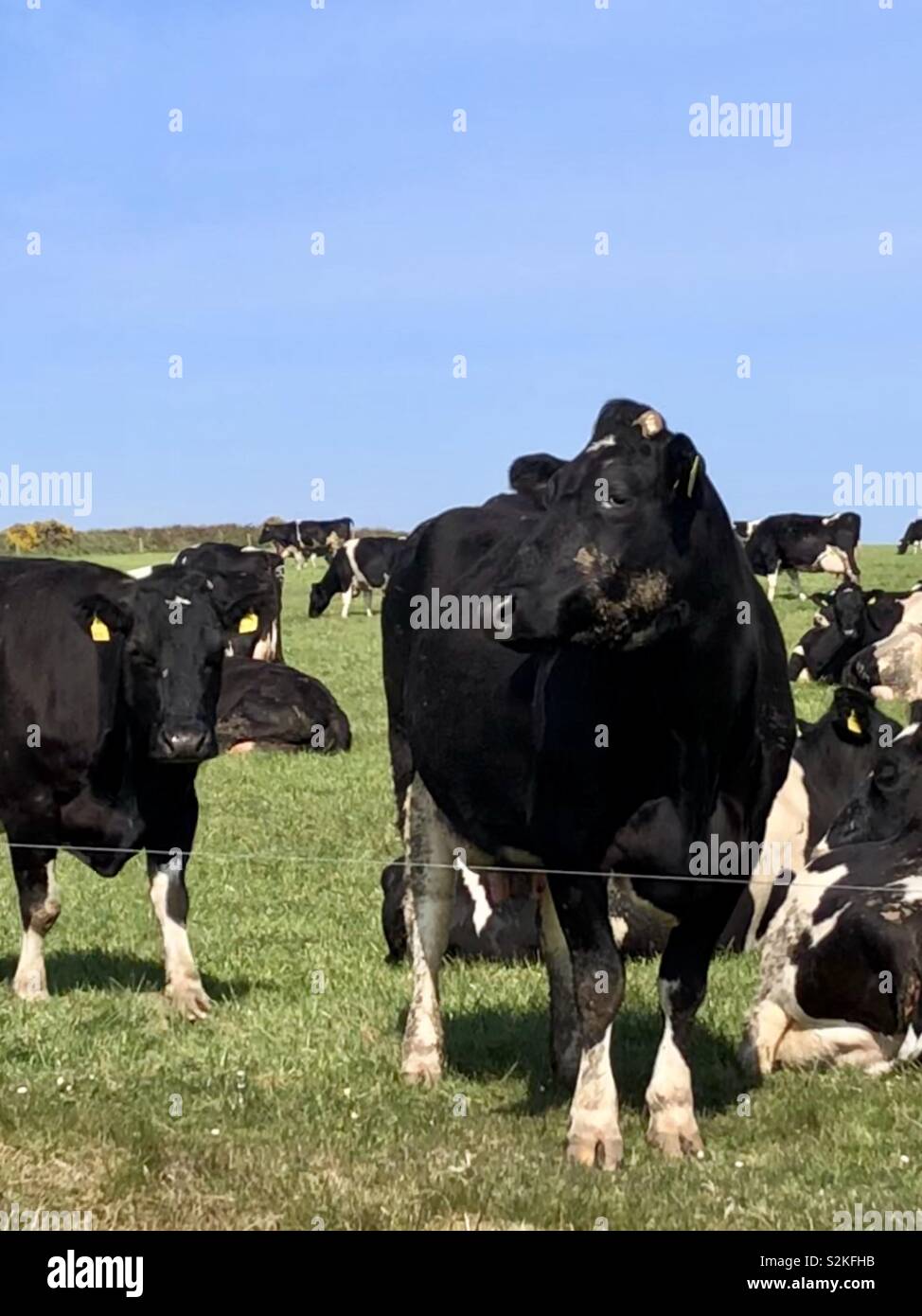 Les bovins laitiers, à l'ouest de l'Irlande Banque D'Images