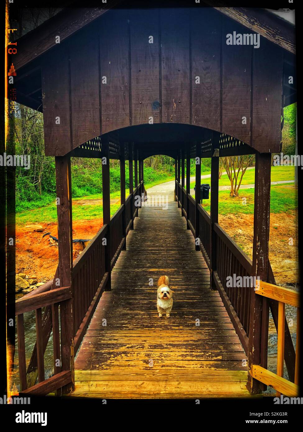 Marche avec le pont couvert chien blanc Banque D'Images