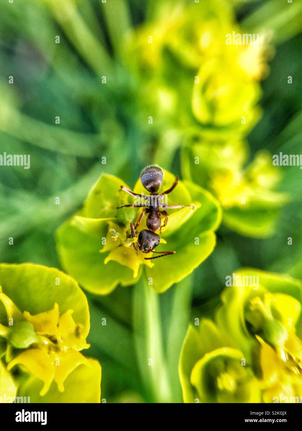 Vie de macro Banque D'Images