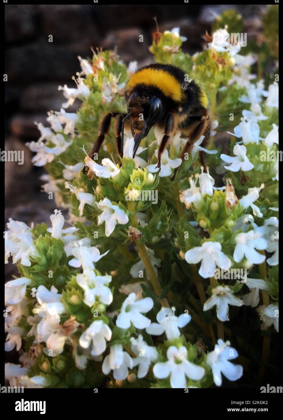 Bourdon sur la floraison du thym, de la Catalogne, Espagne. Banque D'Images