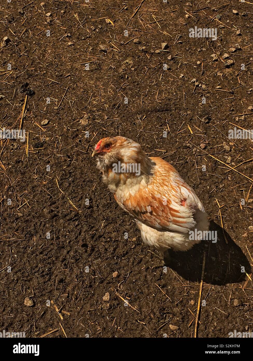 Free Range chicken ferme la marche autour de la plume à l'appareil photo. - Image de stock capturée avec un smartphone