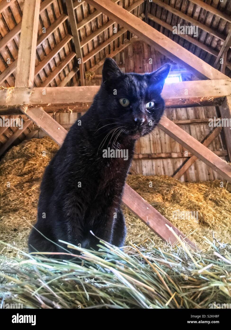 Chat domestique noir en état d'alerte pour une souris tout en restant assis dans une grange à sec sur le dessus d'un tas de foin, souris bonnes catcher. Banque D'Images
