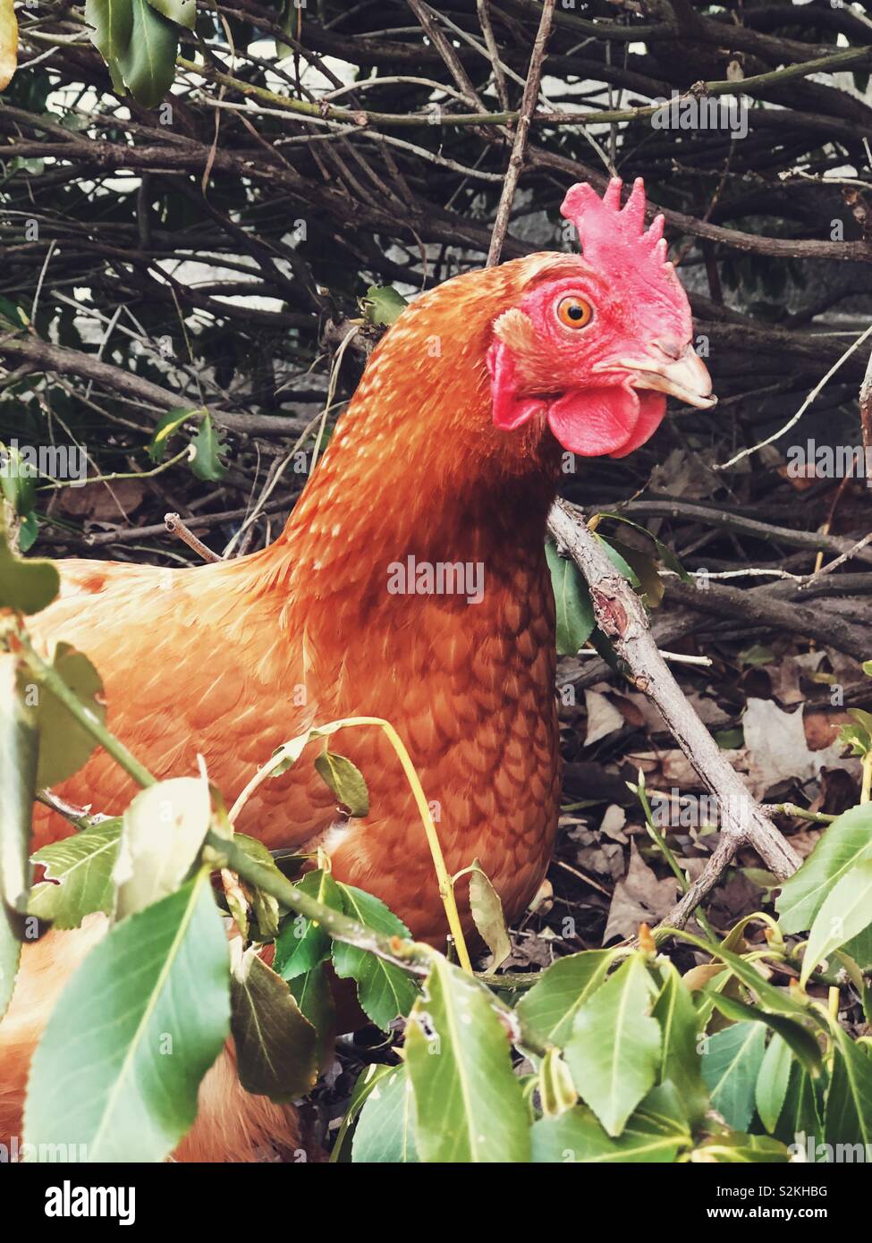 Poulet dans le jardin Banque de photographies et d’images à haute résolution Alamy