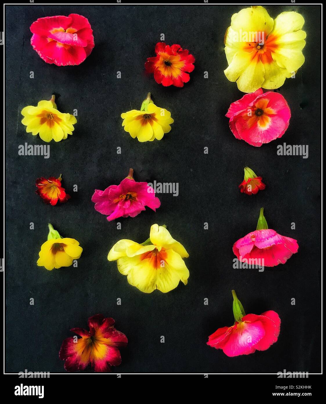 Primula colorés de fleurs. - Image de stock capturée avec un smartphone