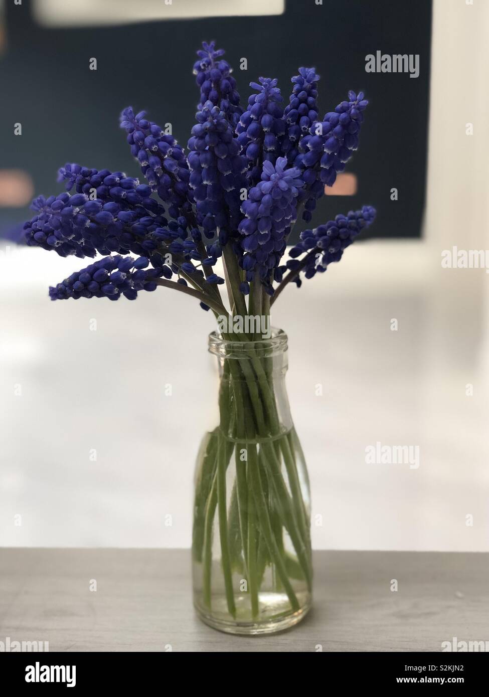 Grape Hyacinth (Muscari) dans le lait vase bouteille Banque D'Images