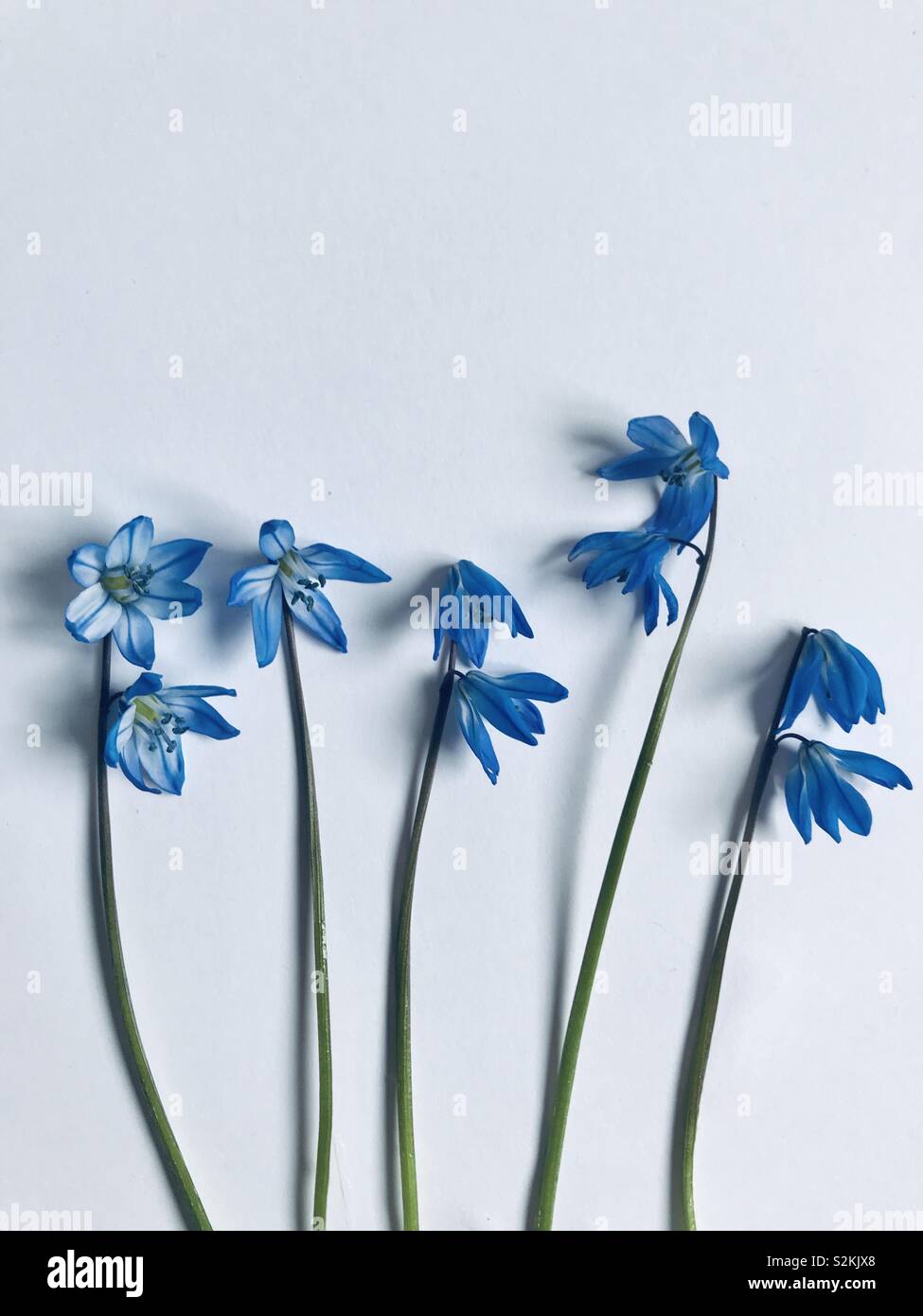 Les fleurs du printemps. Little Blue Star fond Fleur Scilla Banque D'Images
