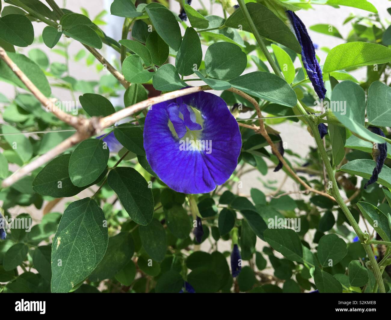 Clitoria ternatea également connu sous le nom de pois ou pois bleu papillon fleur. Banque D'Images
