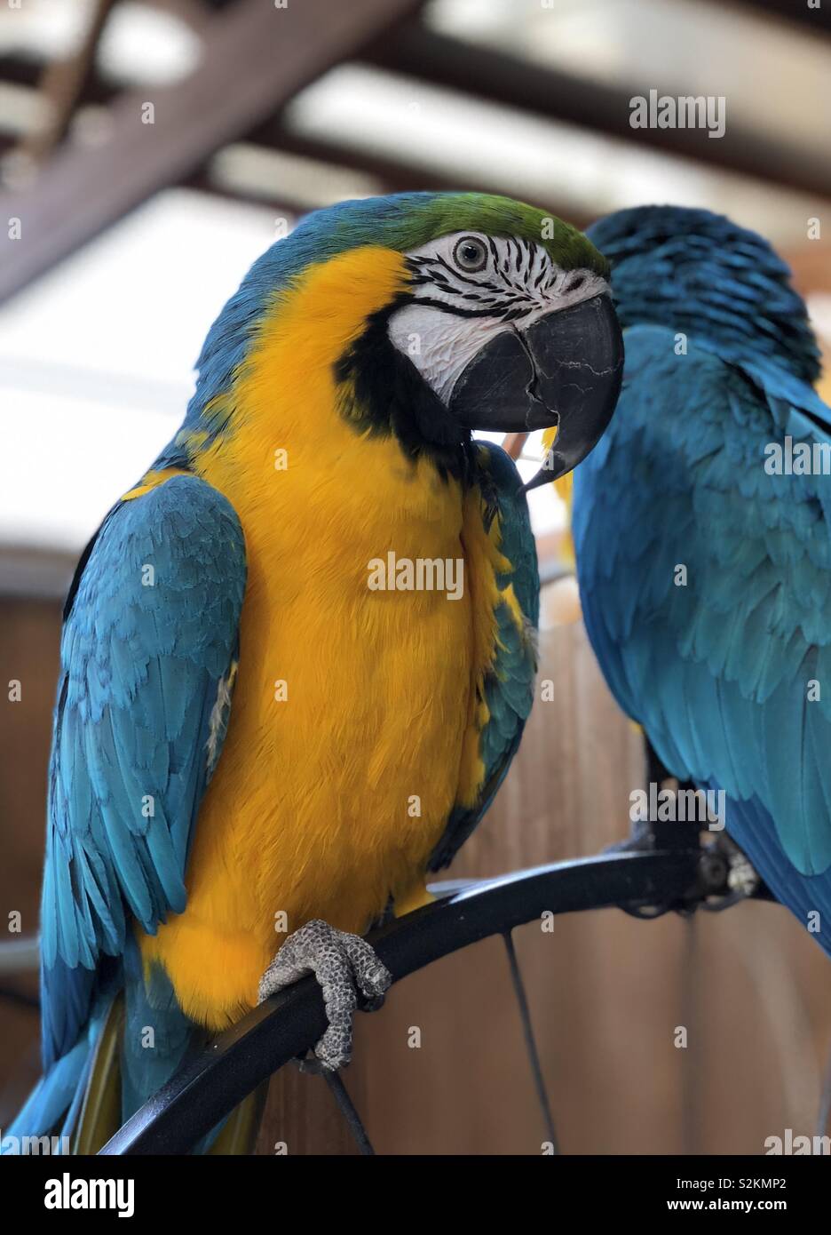 Vrai Perroquet Banque D Image Et Photos Alamy