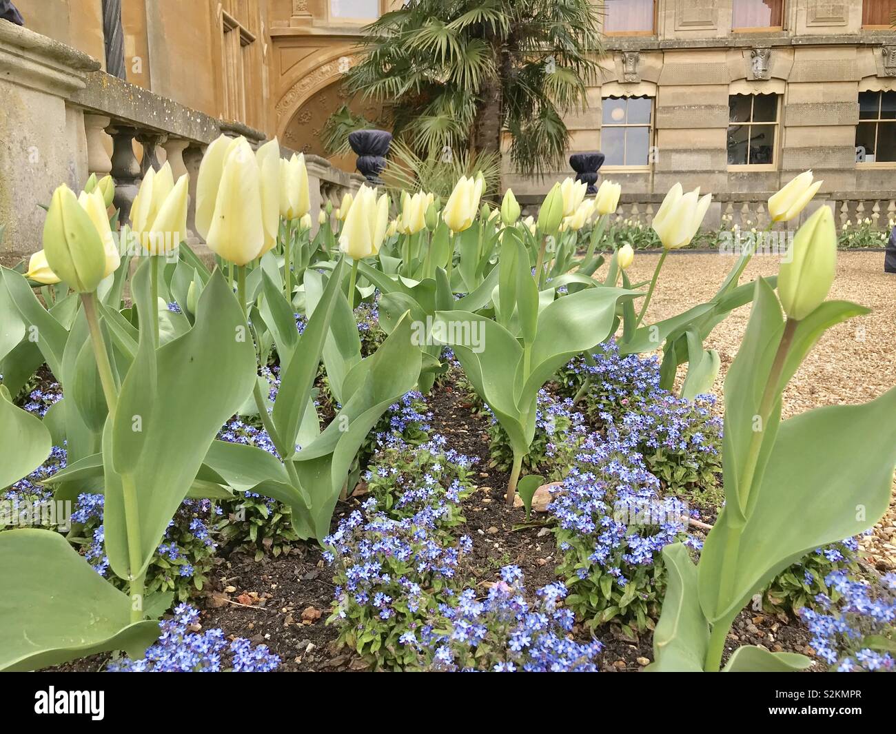 Les tulipes à Waddesdon Banque D'Images