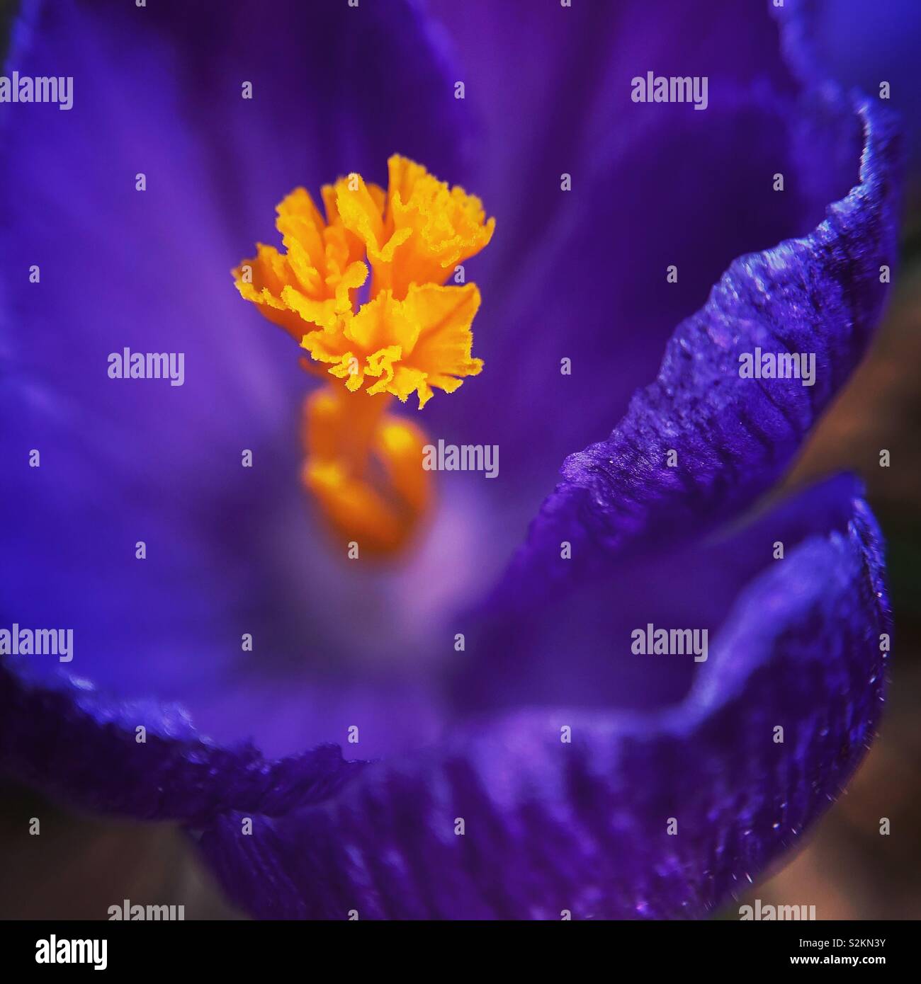 Purple crocus en fleur, Honesdale, Pennsylvania Banque D'Images