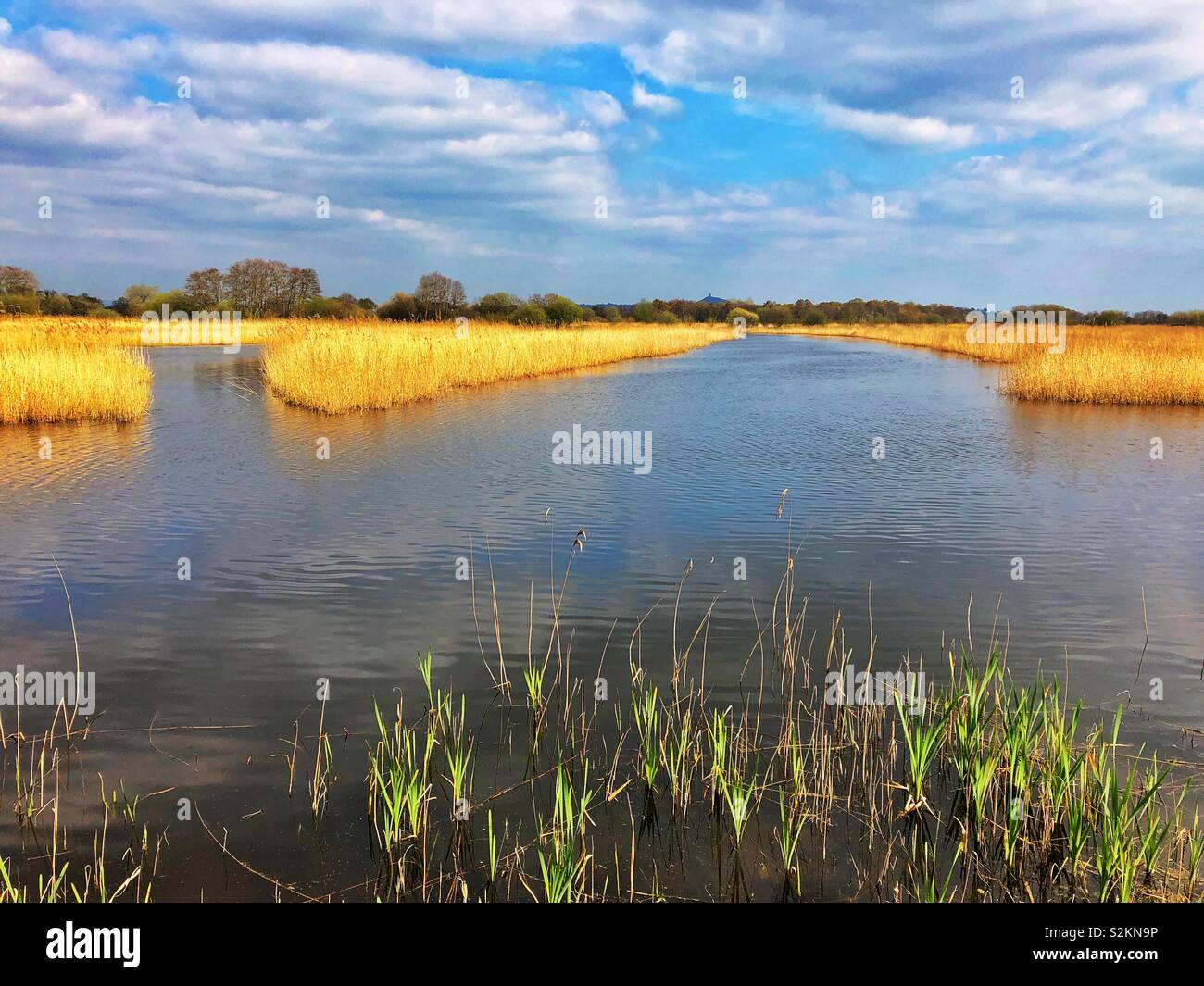 Mur de jambon réserve naturelle RSPB, Somerset, Angleterre. Dans le lointain est Tor de Glastonbury. Banque D'Images