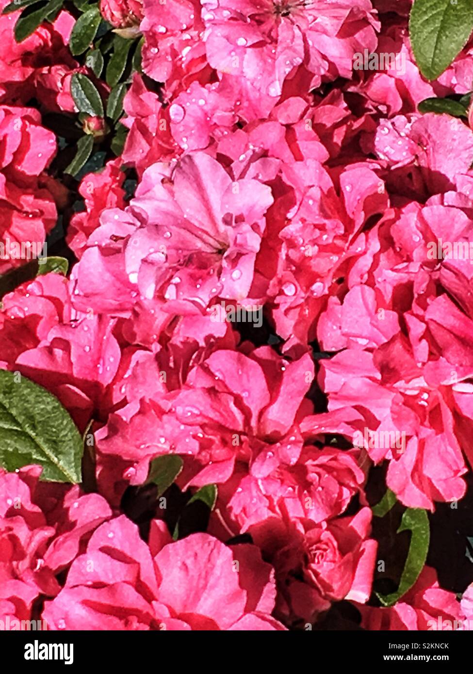 Châssis complet d'azalées rose chaud avec des gouttes de rosée sur les fleurs. - Image de stock capturée avec un smartphone