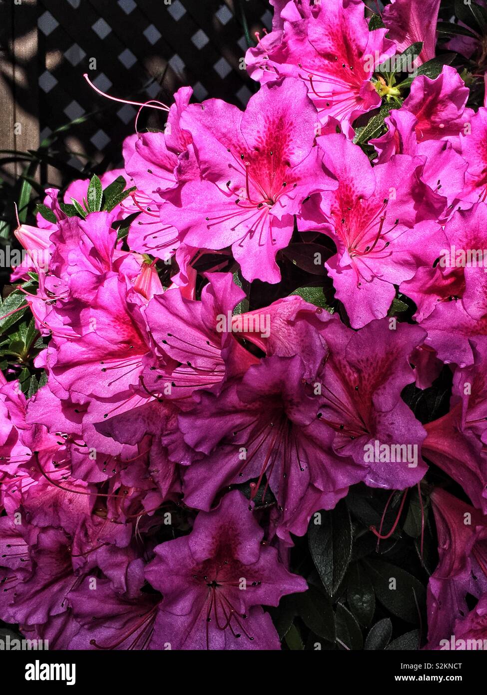 Bouquet de roses frais d'azalées en fleurs. - Image de stock capturée avec un smartphone