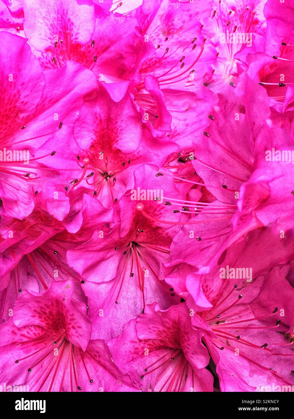 Image complète de produits frais chaud rose d'azalées en fleurs. Banque D'Images