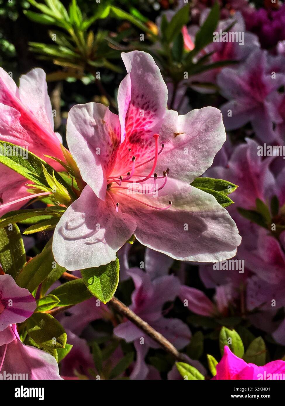 Seule la lumière douce azalée rose fleur en pleine floraison. Banque D'Images