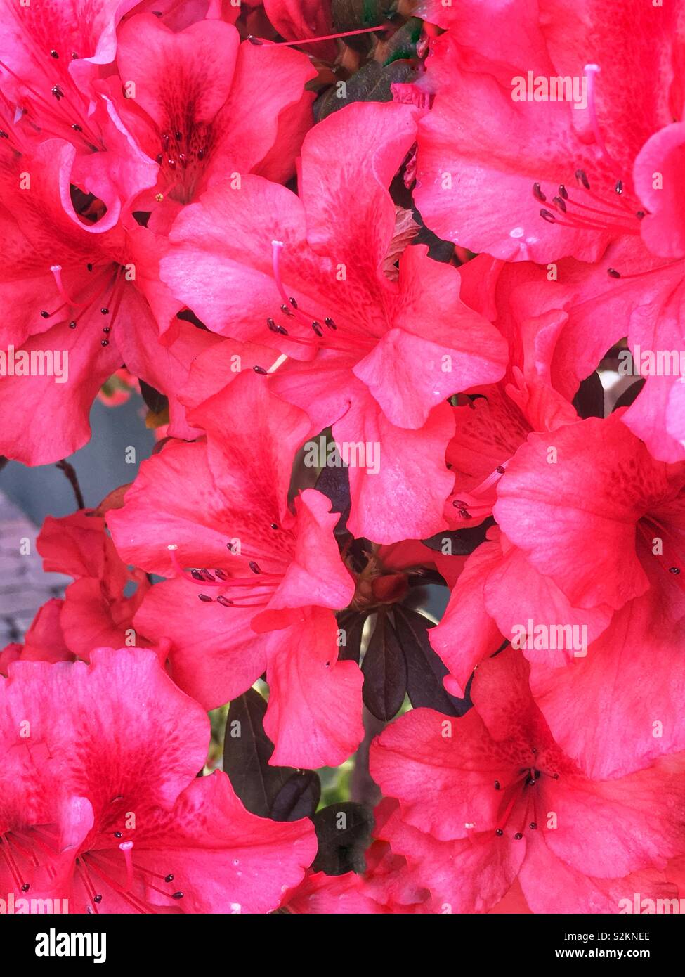 Image complète de parfait chaud rose d'azalées en fleurs. - Image de stock capturée avec un smartphone