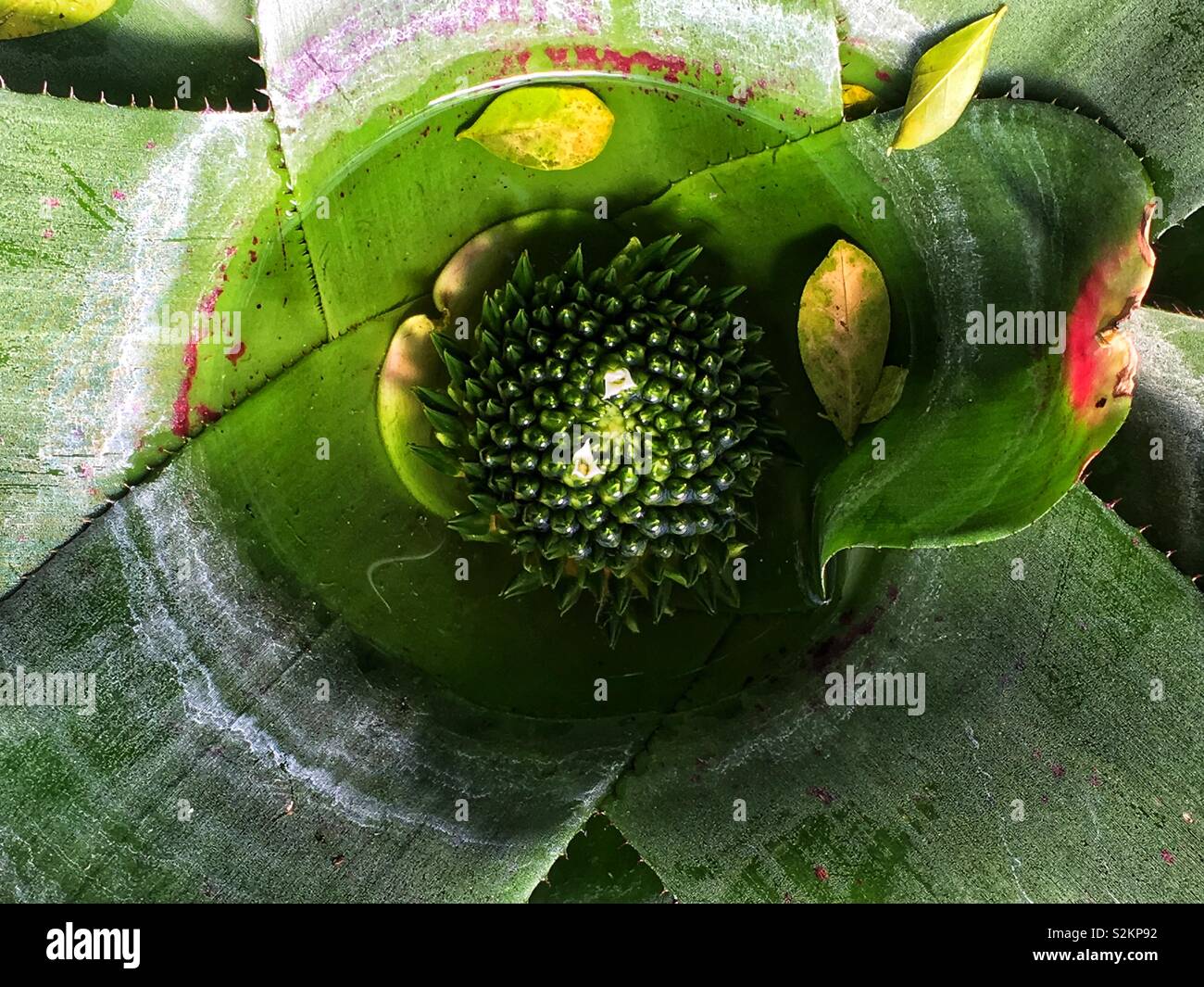 Plante bromelia parfait avec de très petites fleurs blanches. Banque D'Images