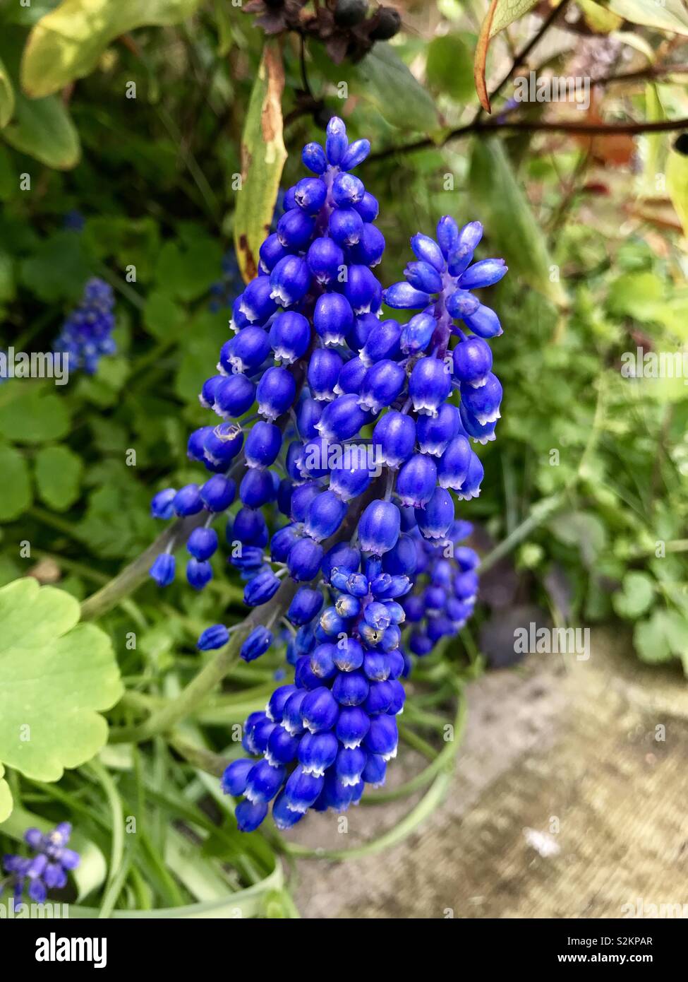 Muscari 'elephants' Banque D'Images