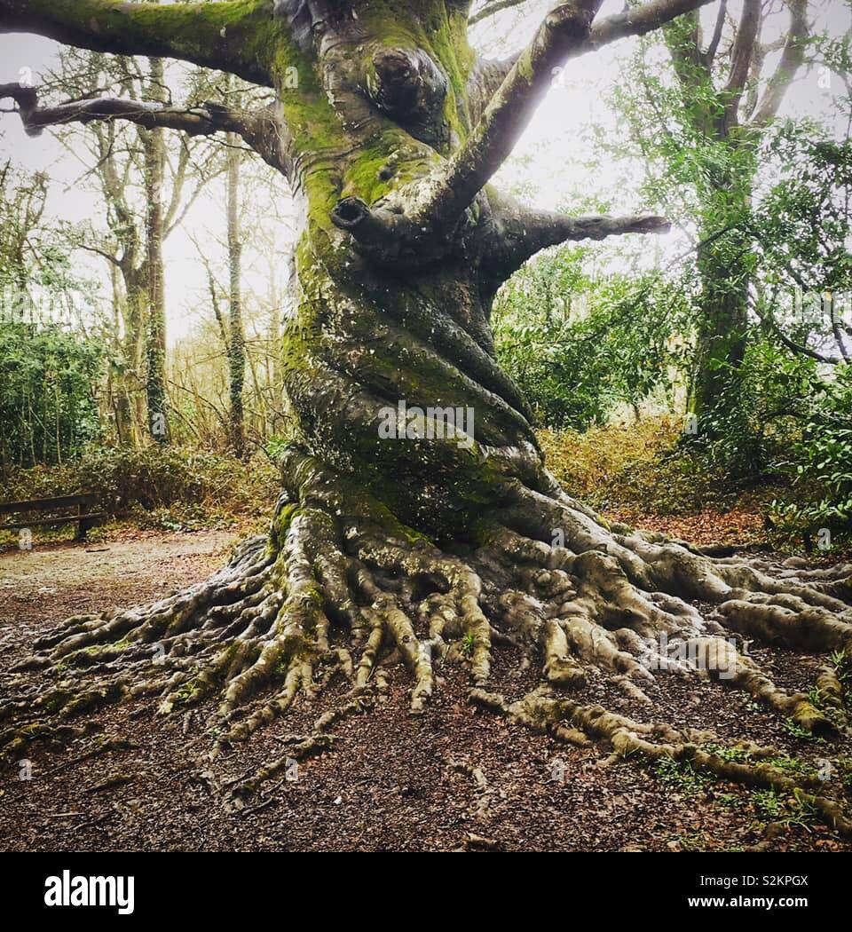 Tourné d'un tronc d'arbre tortueux Photo Stock - Alamy