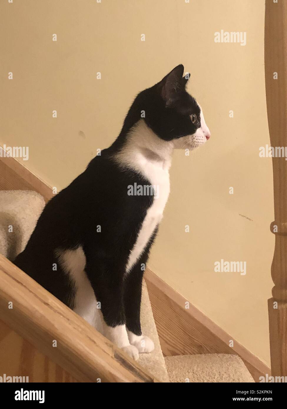 Chat noir et blanc Banque D'Images