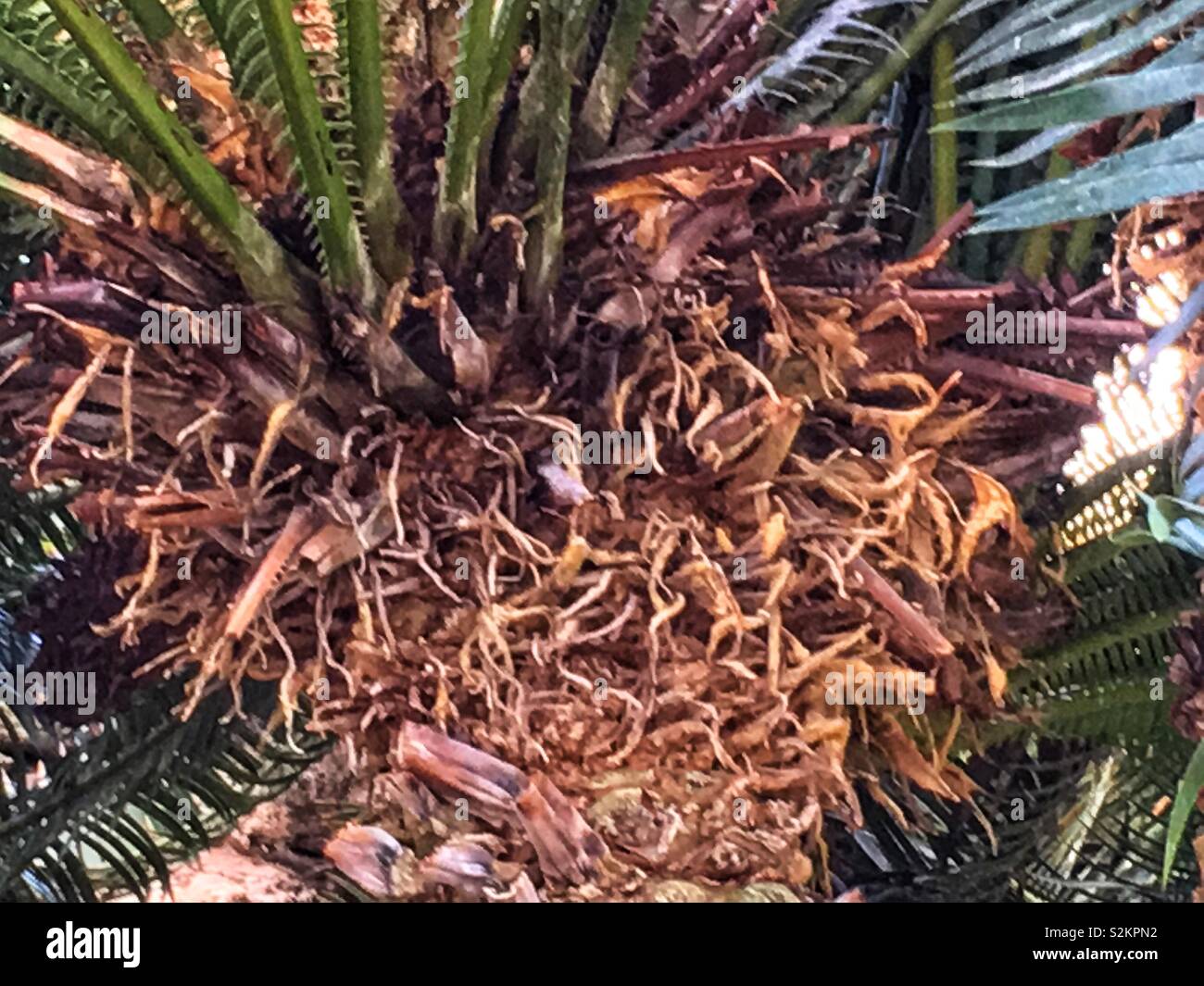 Image complète de Dioon spinulosum, vert frais dioon géant, et gomme les frondes de palmiers poussant dans un jardin. Banque D'Images
