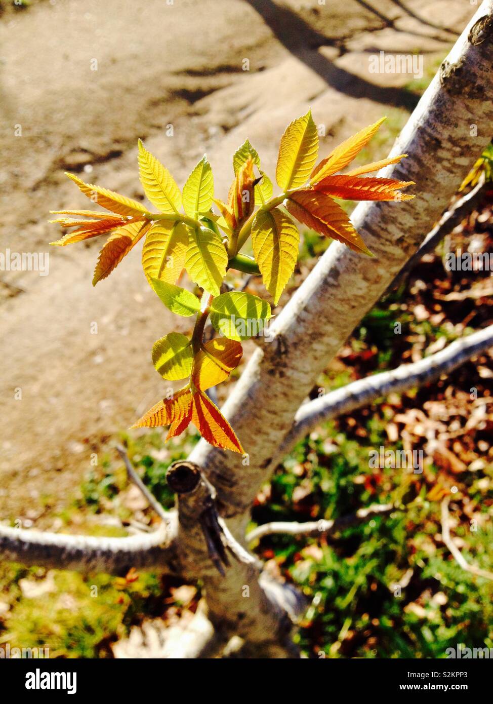 Le persan ou l'anglais le Noyer (Juglans regia) de nouvelles feuilles et pousses - Image de stock capturée avec un smartphone