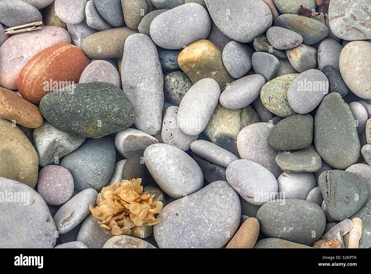 Close-up of les cailloux sur une plage de galets. Banque D'Images