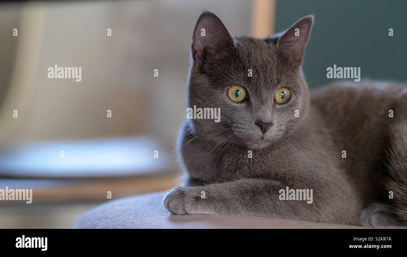 Chaton gris assis sur une chaise Banque D'Images