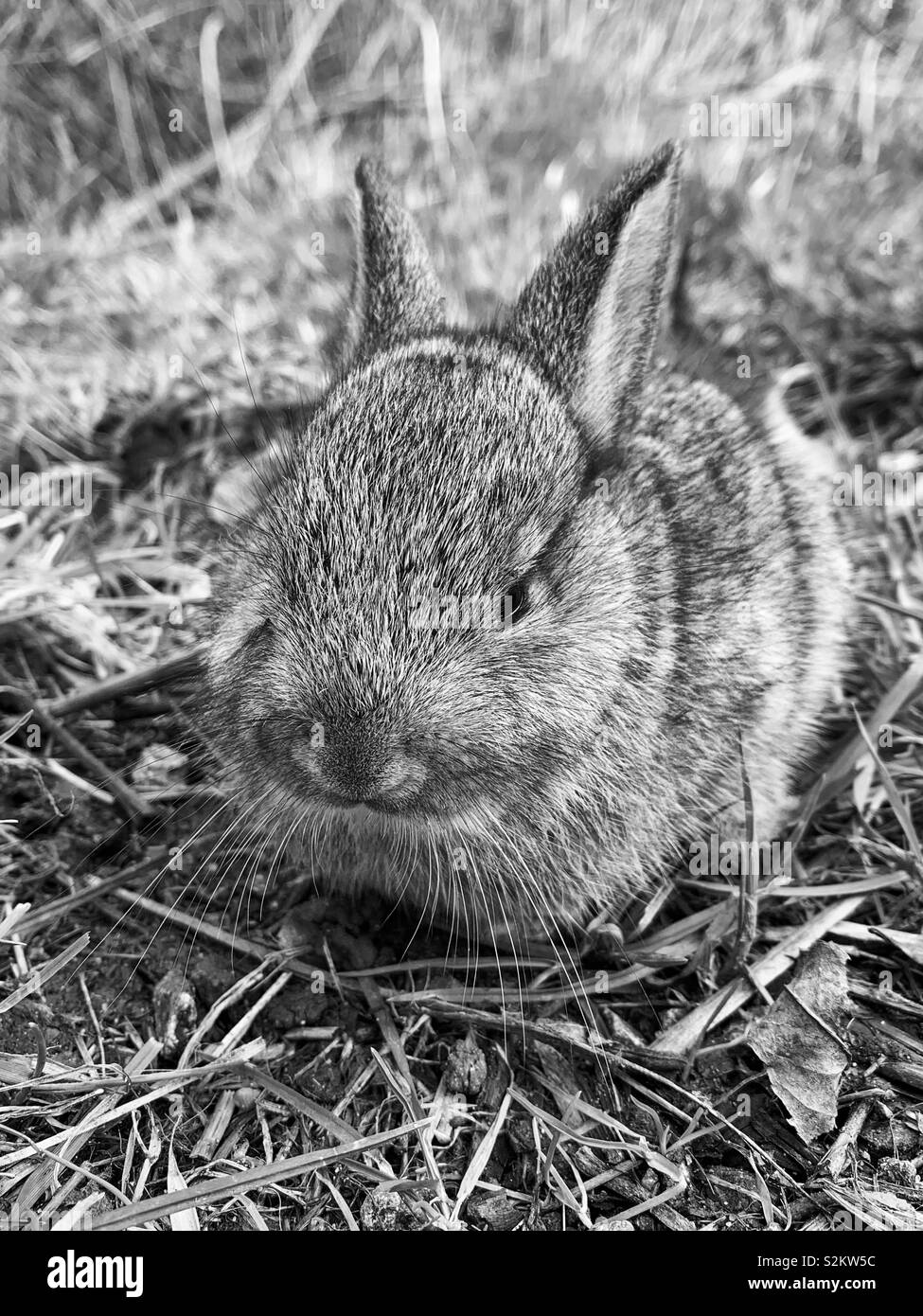 Noir Et Blanc Sauvage Bebe Lapin Photo Stock Alamy