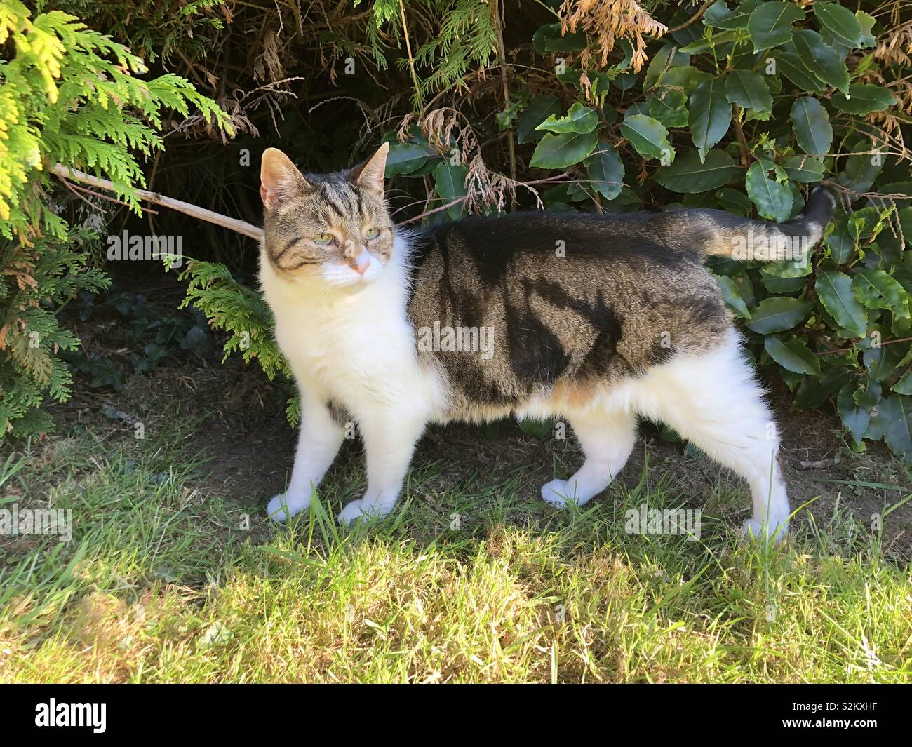 Neutered Cat Banque De Photographies Et D Images A Haute Resolution Alamy