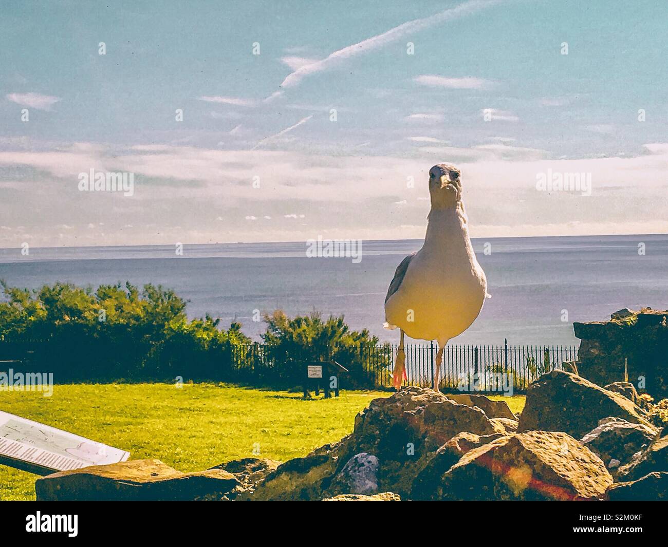 Seagull sur quelques roches Banque D'Images