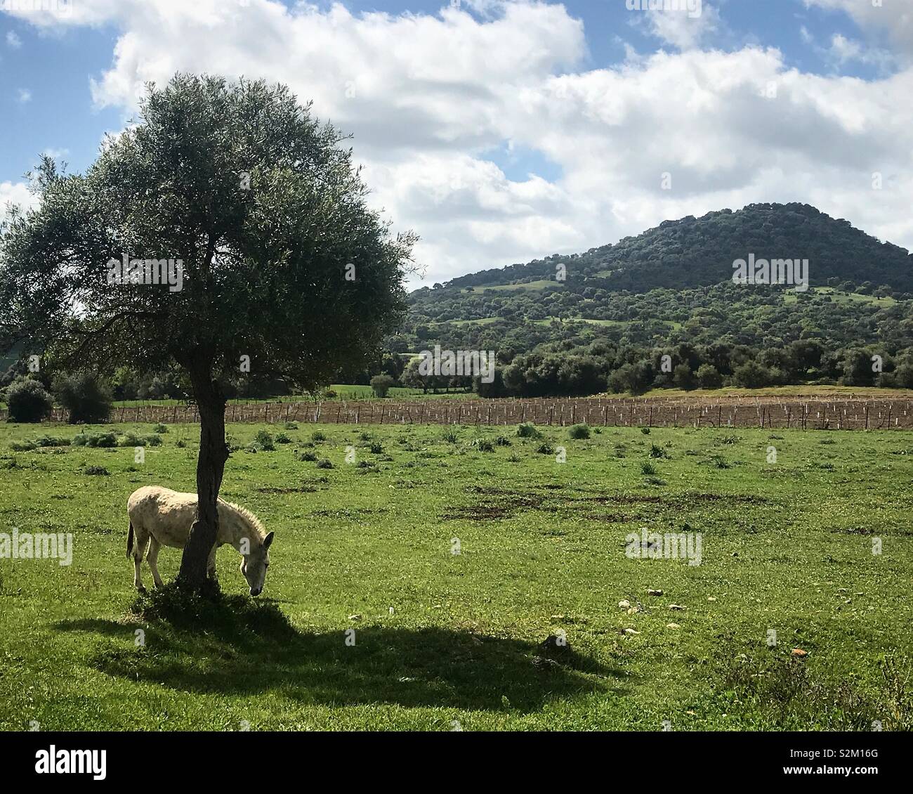 Un cheval blanc broute sous un arbre en face de l'ancienne ville romaine de Iptuci en Prado del Rey, La Sierra de Grazalema, Espagne Banque D'Images