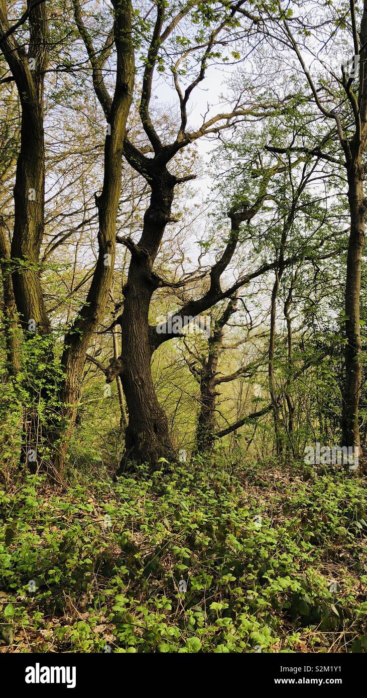 Arbre mystique se distingue dans la forêt. Pris dans Eastwood Farm Bristol, Royaume-Uni Banque D'Images