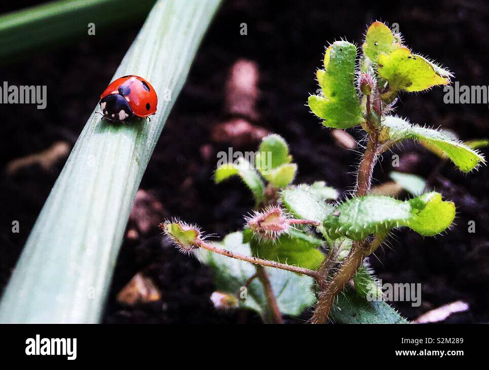 Ladybird Ladybug / sur tige de la plante de jardin Banque D'Images