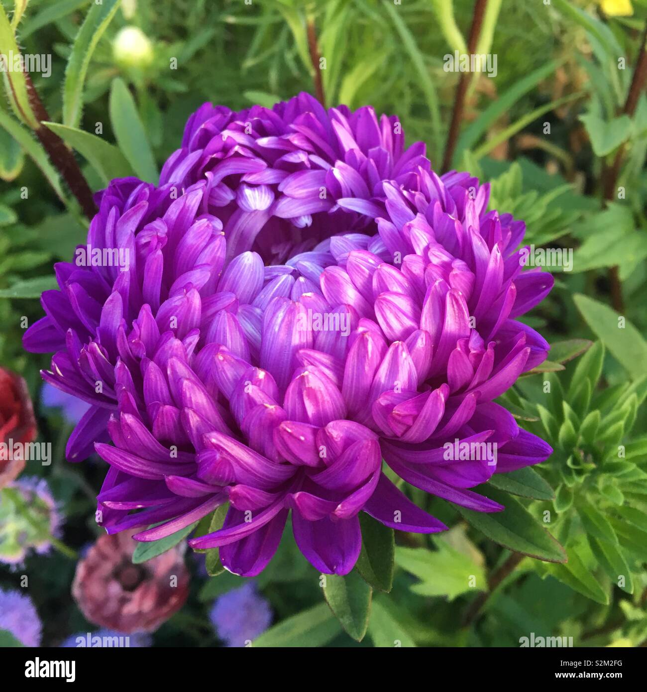 Fleurs violettes en jardin d'été - Image de stock capturée avec un smartphone
