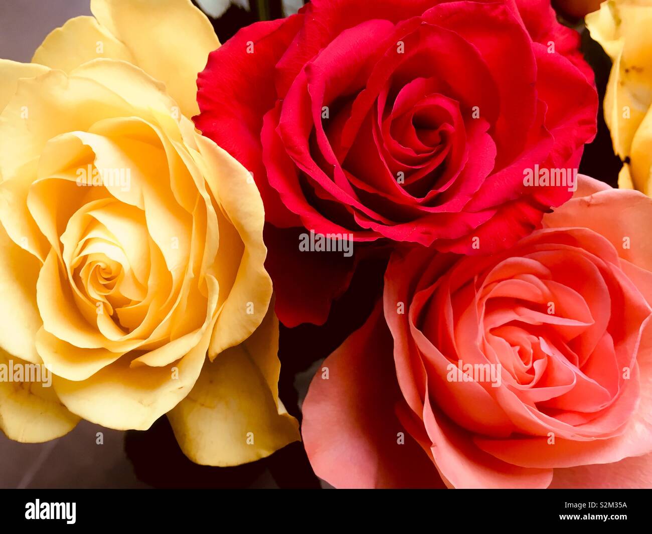 3 British roses, des fleurs de jardin close up - Image de stock capturée avec un smartphone