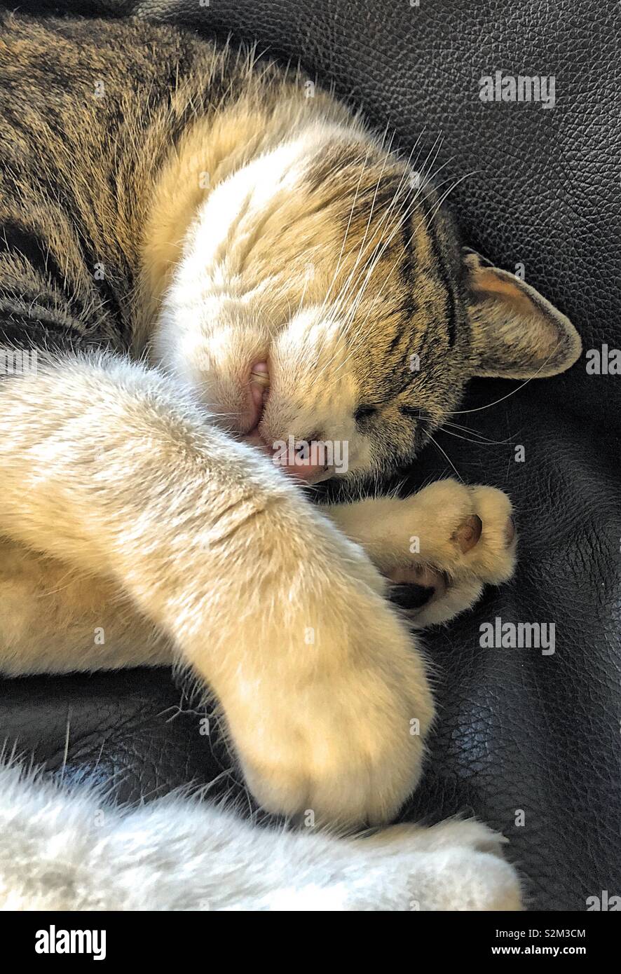 Chat Endormi Photo Stock Alamy