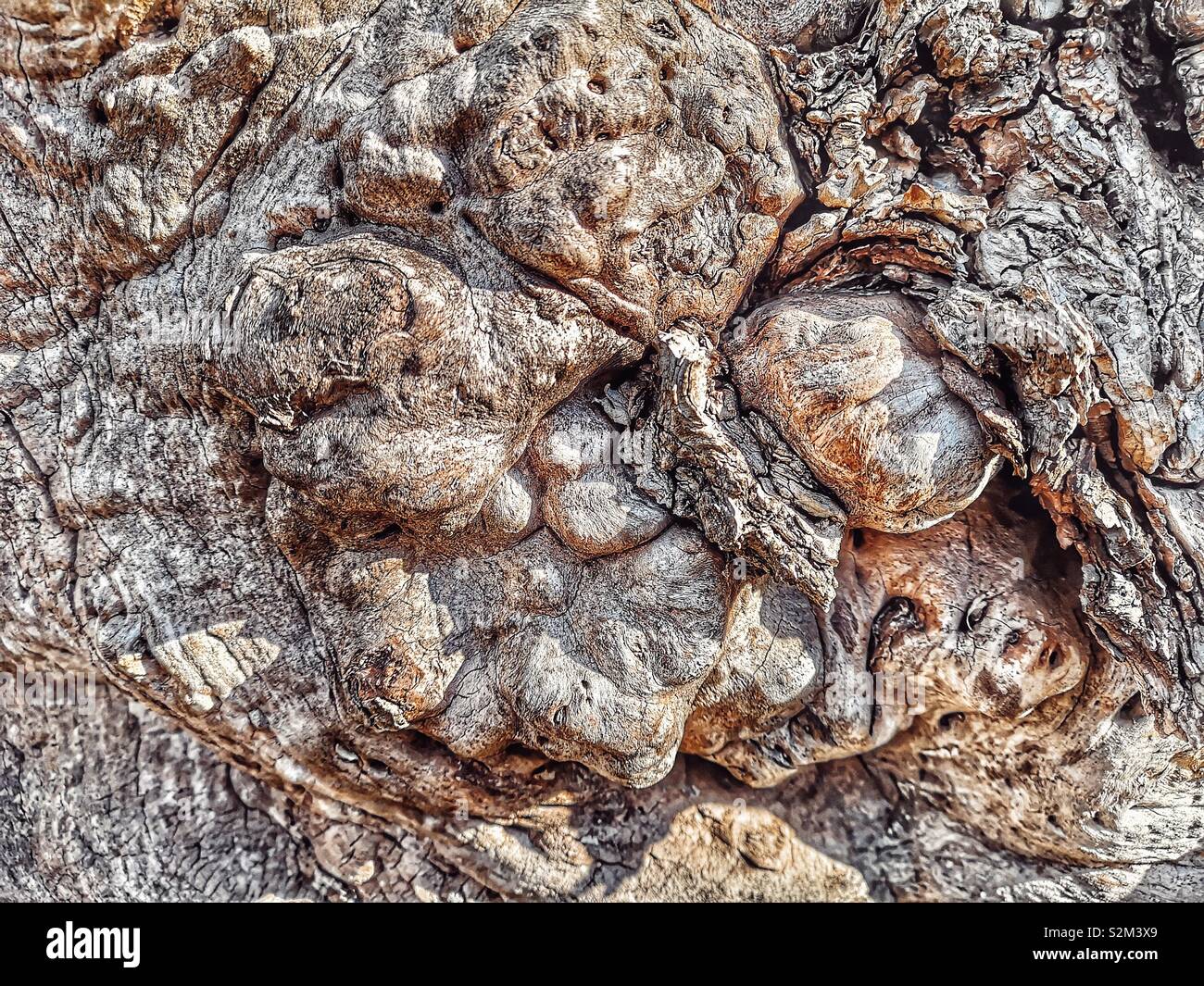 Textures noueuses noueux sur l'écorce des arbres, de la Suède, Scandinavie Banque D'Images