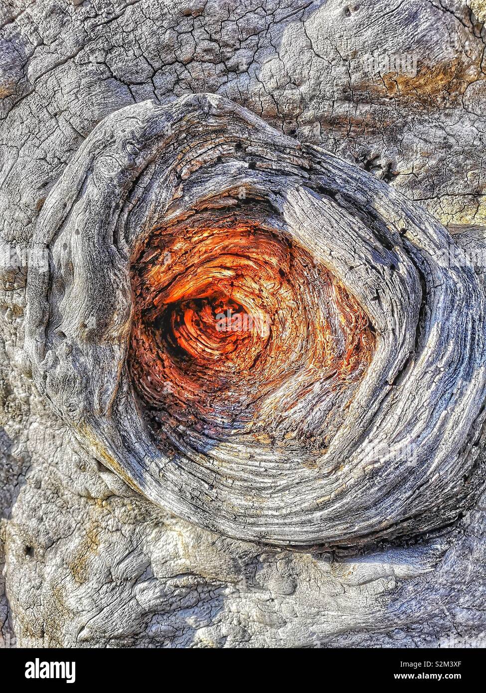 Trou de tronc d'arbre noueux close up, Suède, Scandinavie Banque D'Images